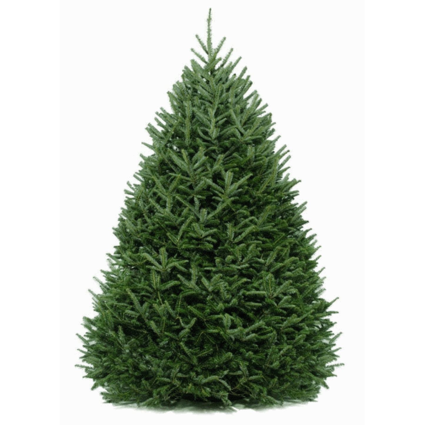 Premium Fresh Cut Christmas Trees - PICK UP ONLY